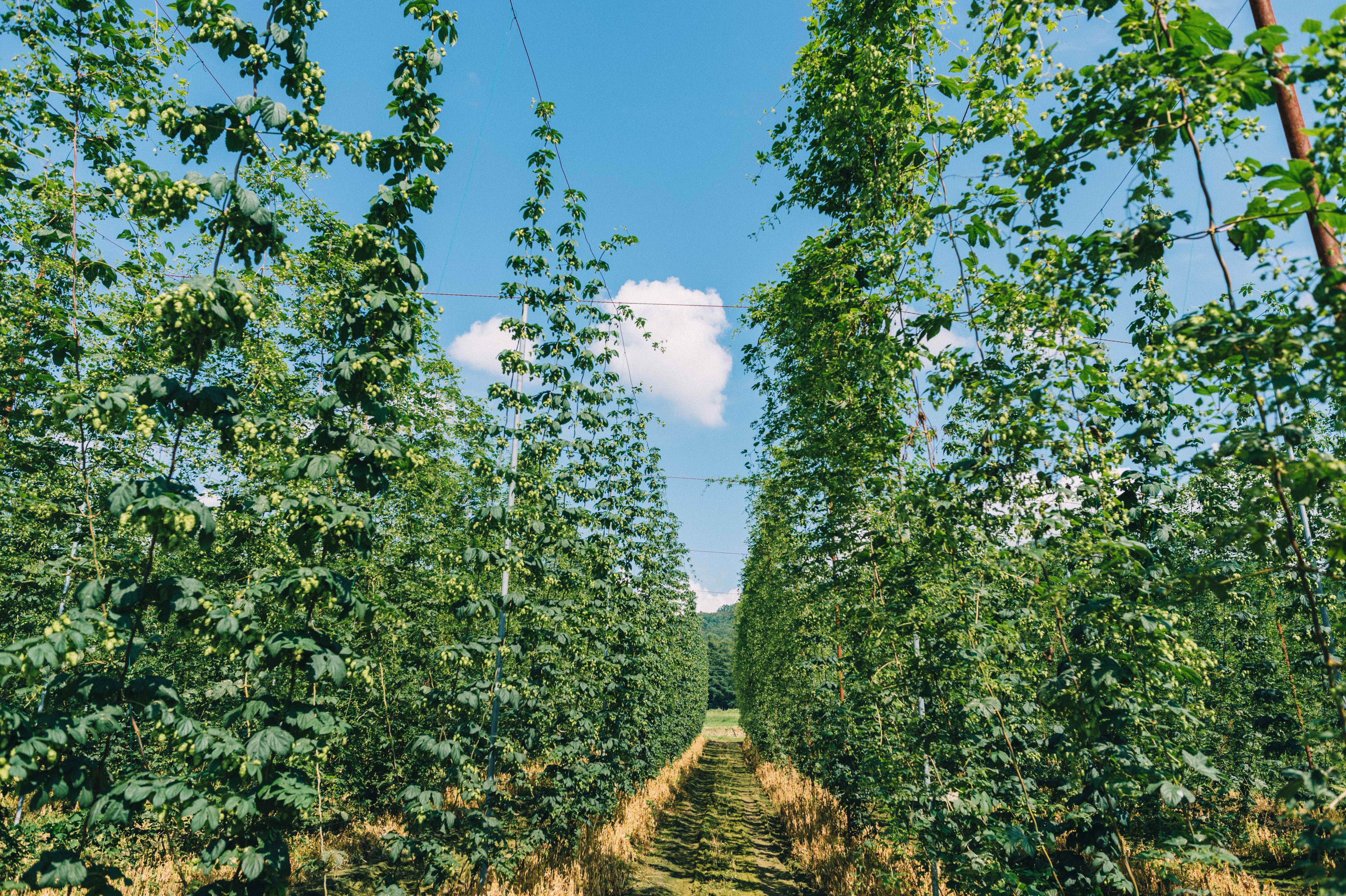 岩手県遠野市に広がるホップ畑とビールと。