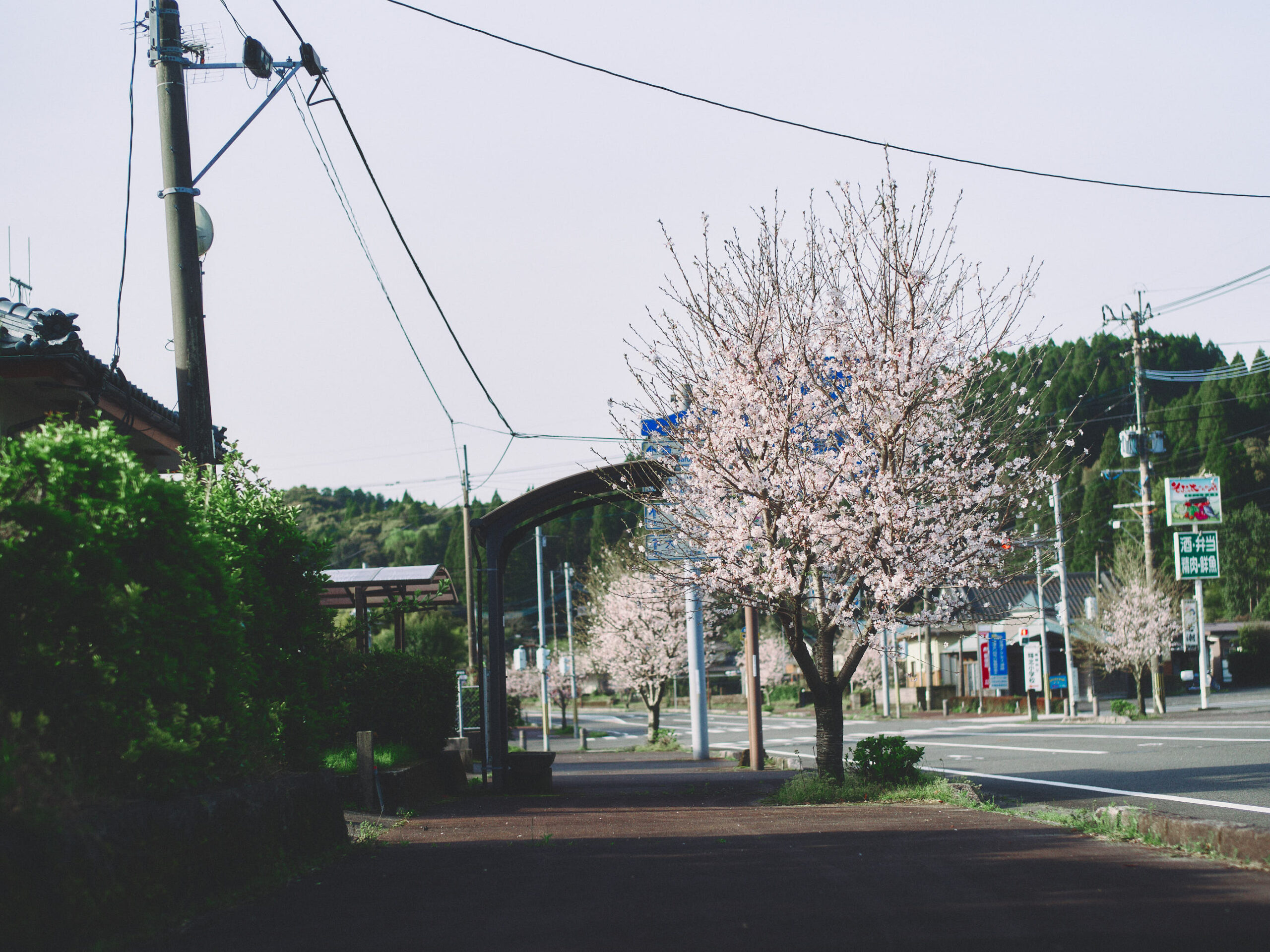桜も綺麗でした。