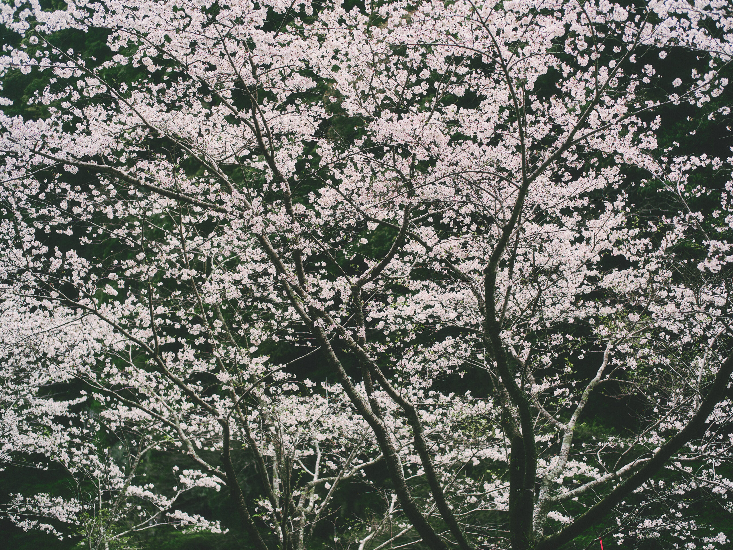 桜が満開の頃で。