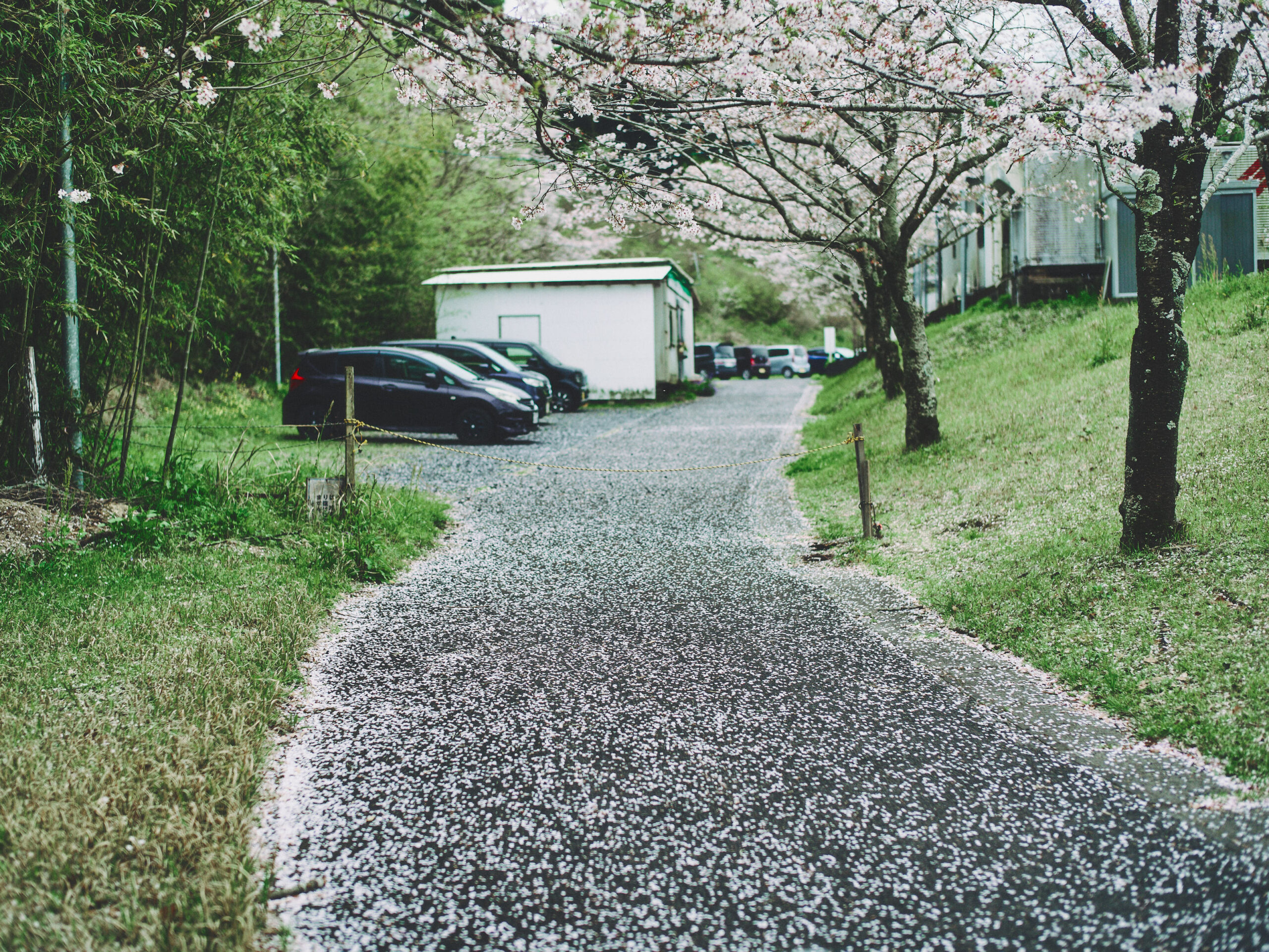 散ってしまった桜。