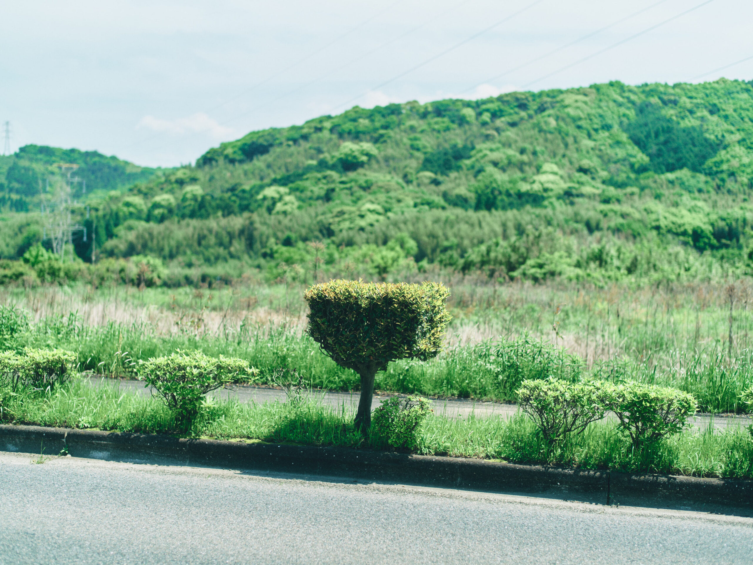 角刈りだ。