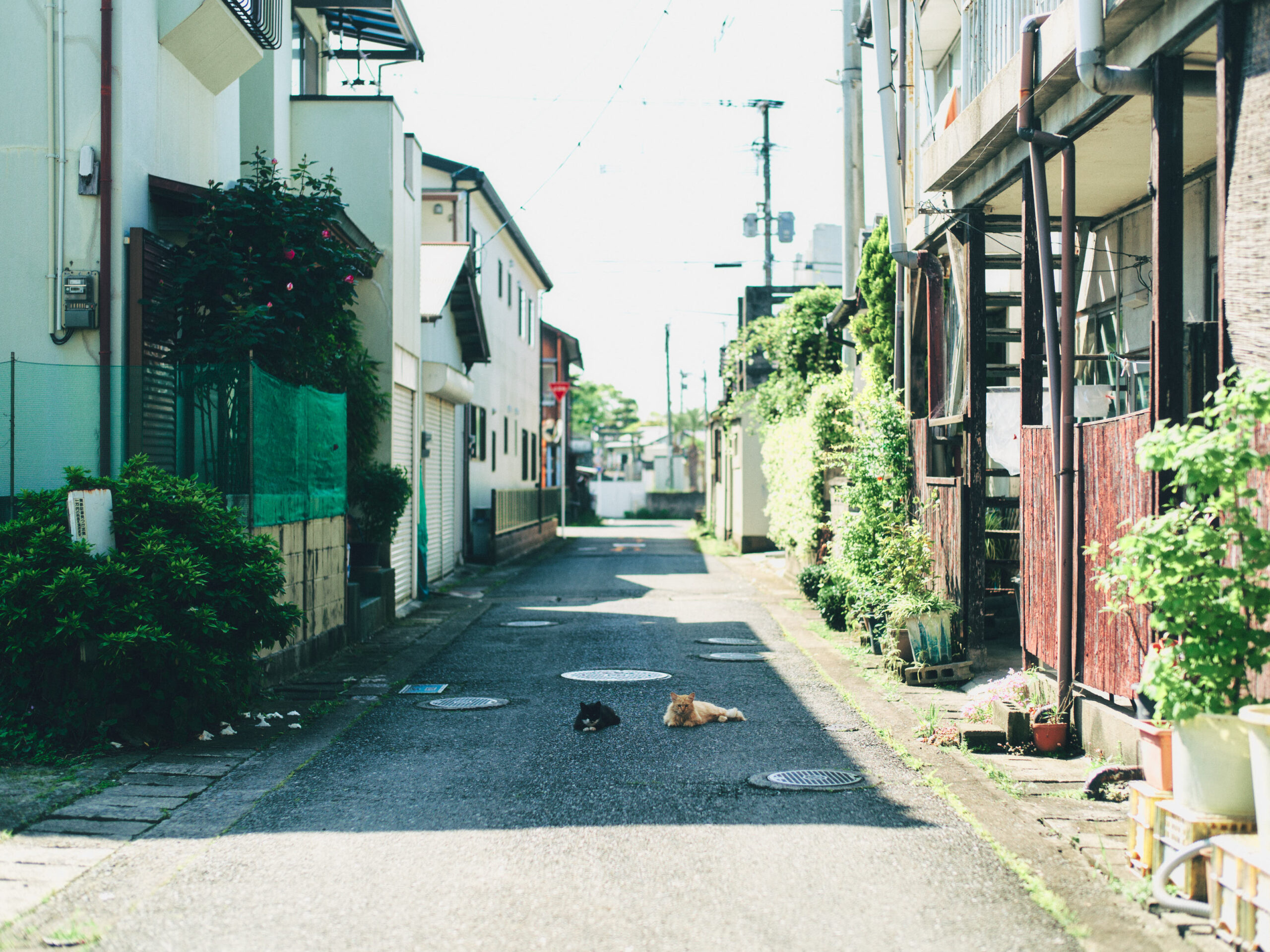 じーっ。これ以上、近づきませんから。