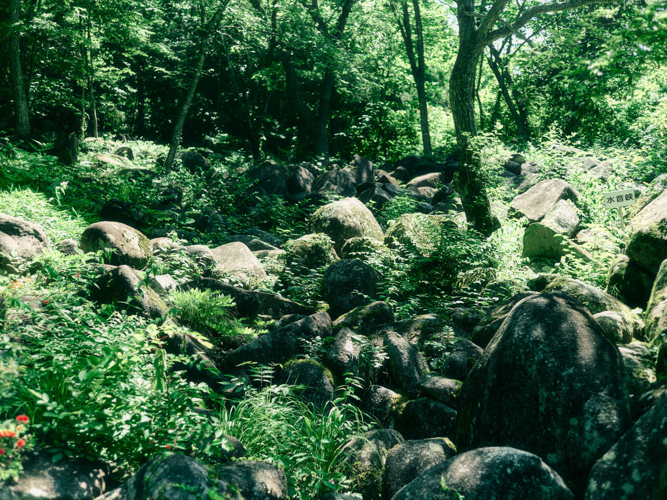 森の中にゴロゴロと岩たち。