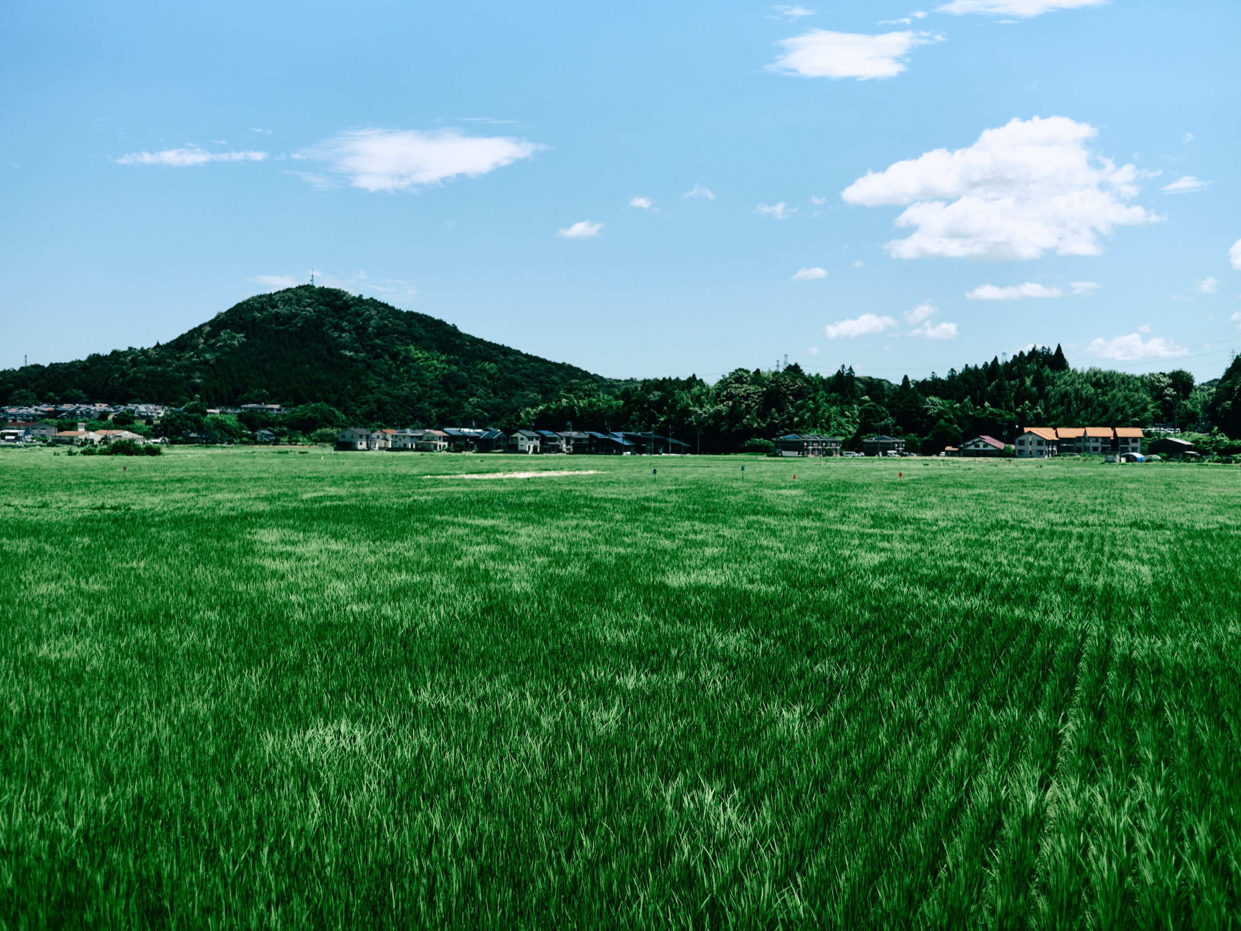 稲を風が駆け抜ける。