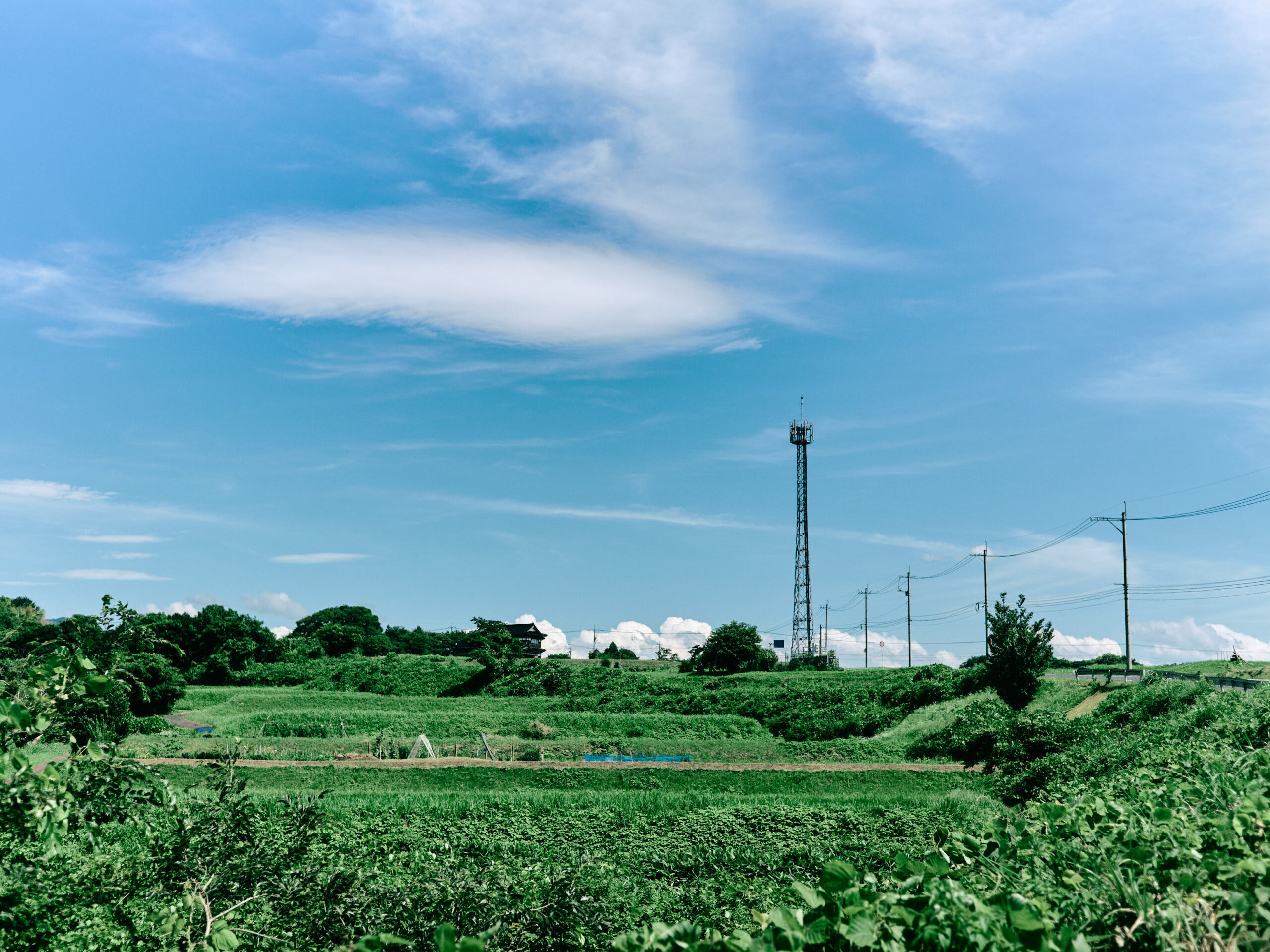 夏空だ。