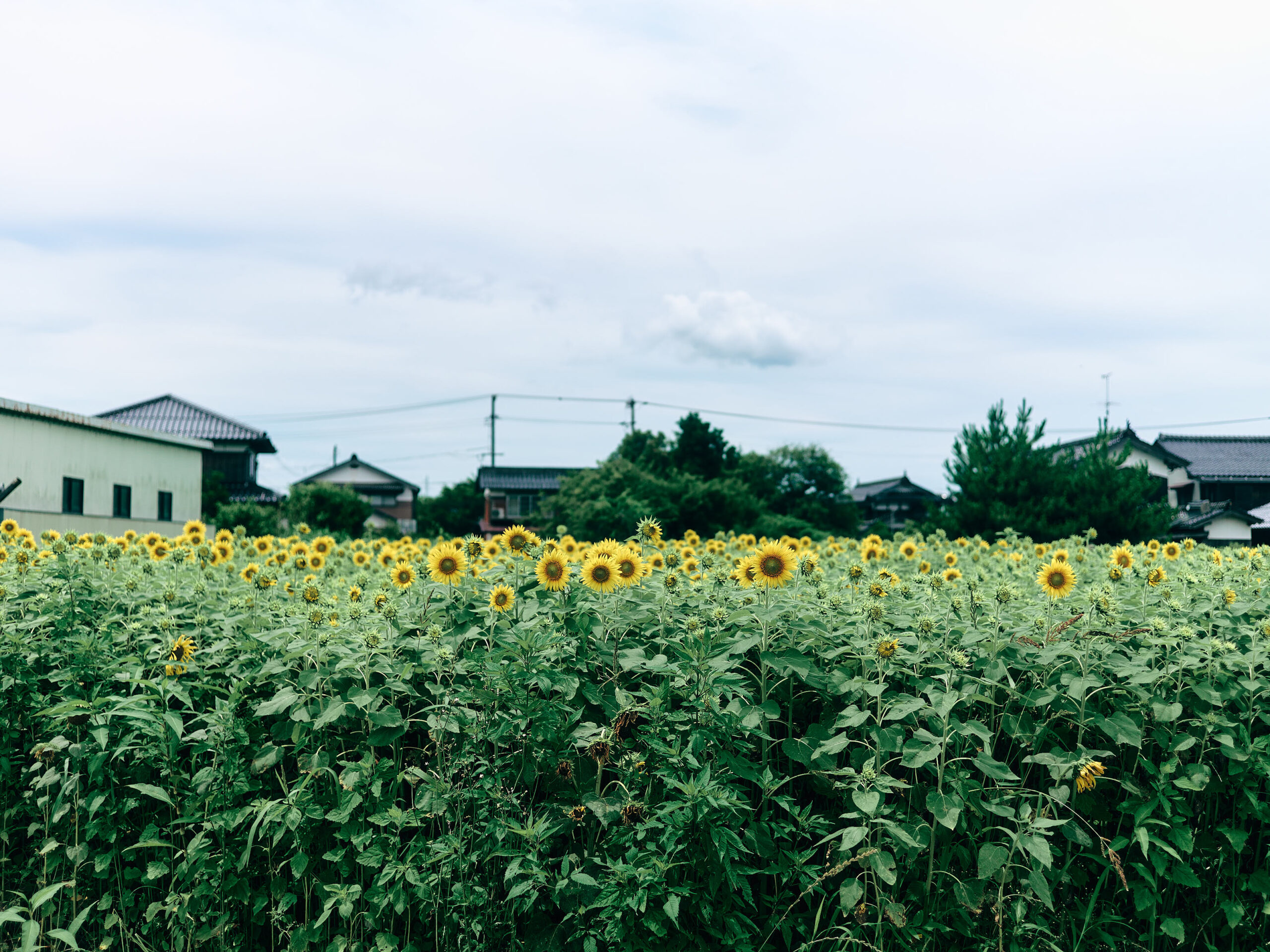 旧東伯町へ。ひまわりだ。