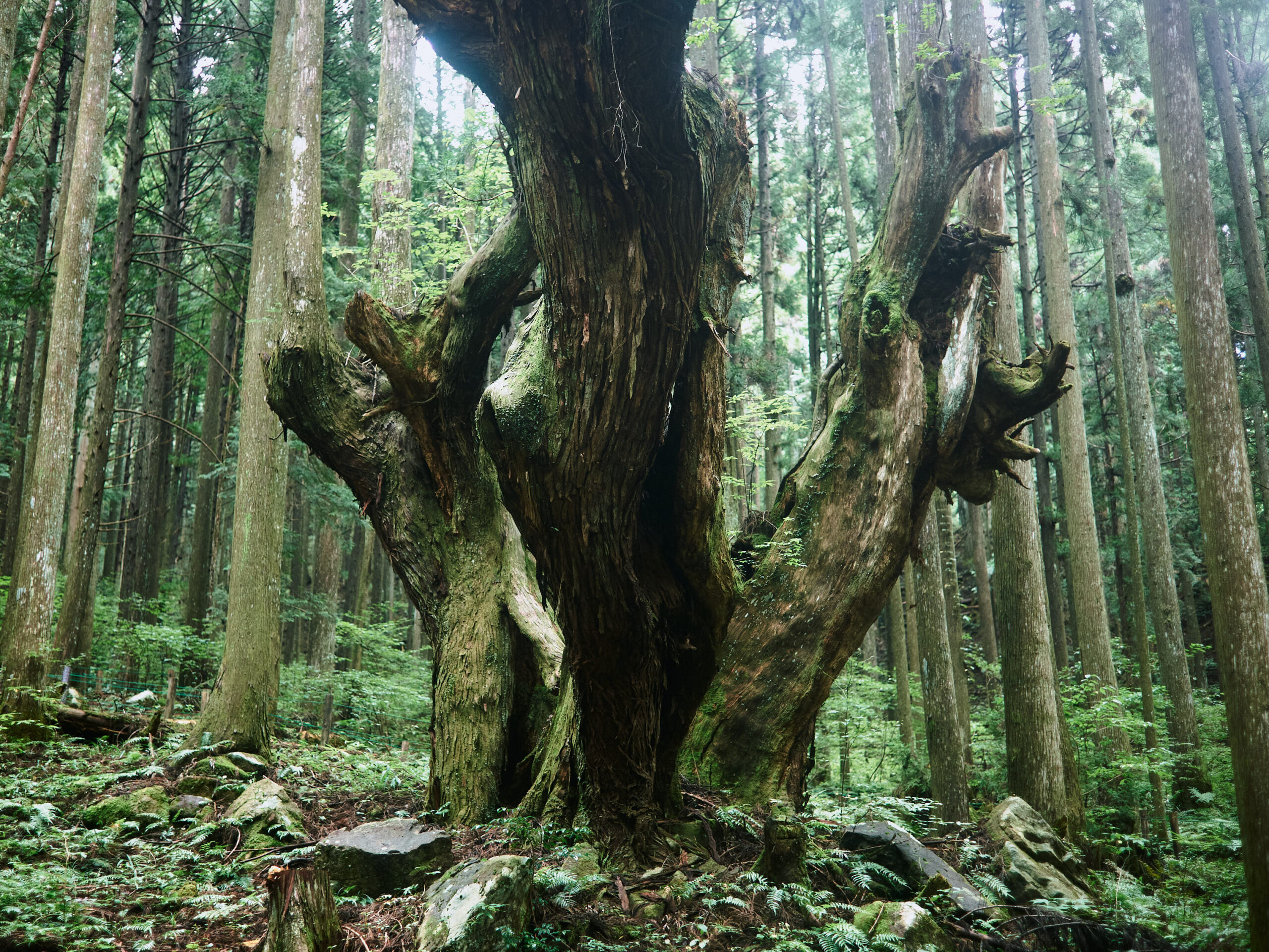 郡上市から、西へ東へ関市を進もう。【旧市町村一周の旅（岐阜県）｜9月13日―525日目）】