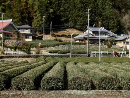 松阪市の自然と暮らしと。【旧市町村一周の旅（三重県）｜1月28日―663日目）】