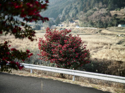 三重県も最後の日。和歌山県では熊野川沿いへ。【旧市町村一周の旅（三重県ー和歌山県）｜2月1日―667日目）】