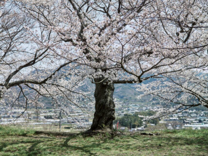 ひっそりと確かな春がある。【旧市町村一周の旅（香川県）｜4月4日―729日目】