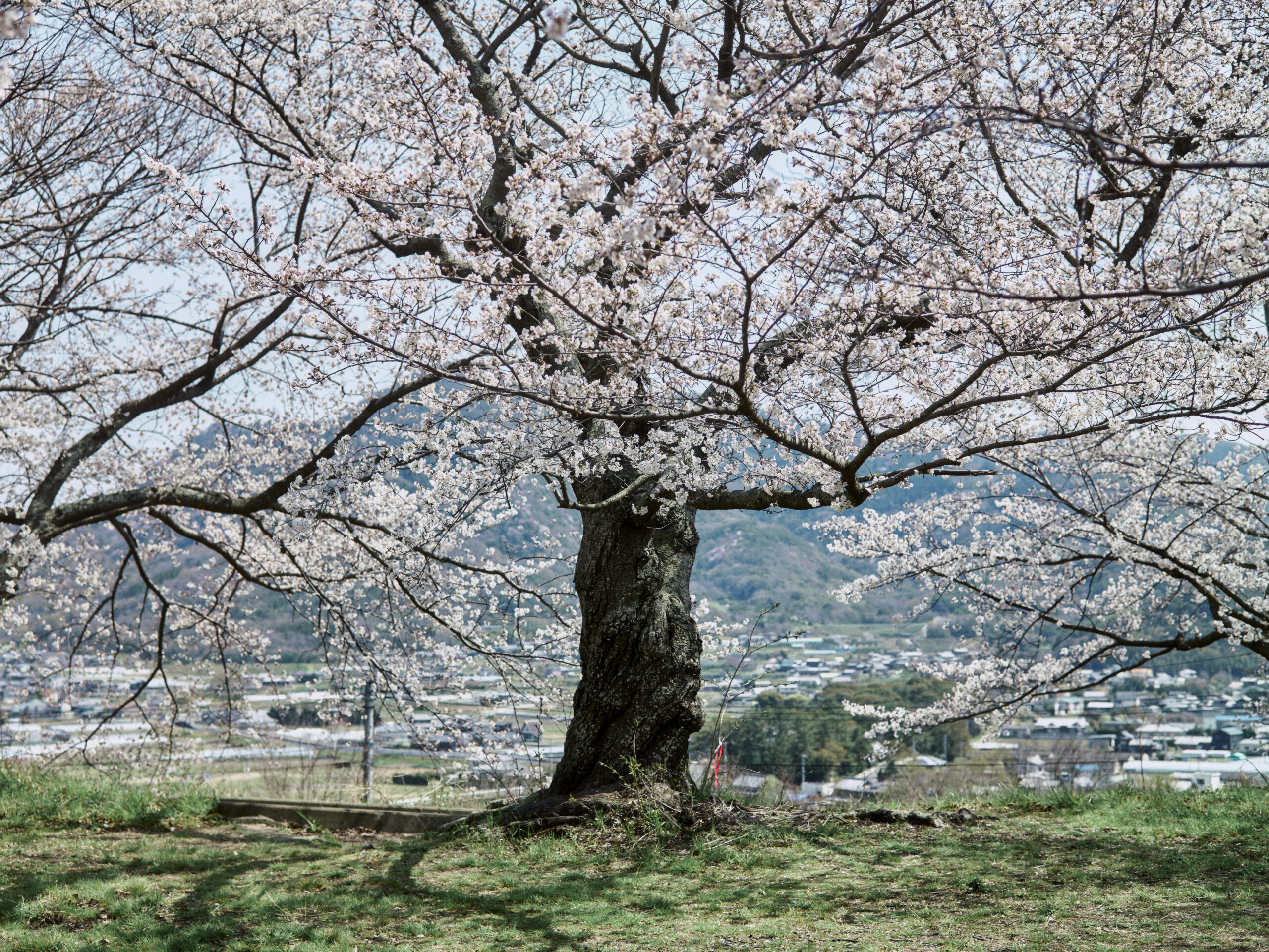 ひっそりと確かな春がある。【旧市町村一周の旅(香川県)|4月4日―729日目】